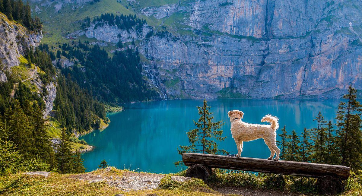 Randonner avec son chien : tout savoir | Hardloop Magazine